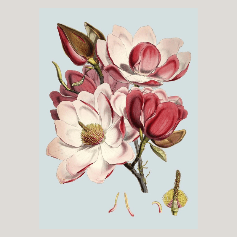 Blooming Pink Flower Framed Print - OFG 50x70 4600 - Uneeka